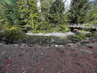 Front Yard Photo of 9 71860 Sumallo Road, Sunshine Valley, BC