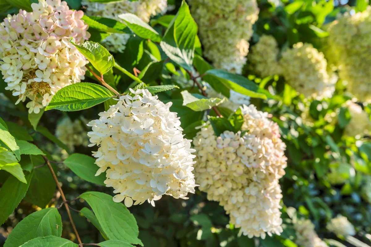Outdoor Deck Photo of 208 235 Keith Road, West Vancouver, BC