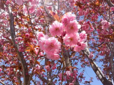 39070 Kingfisher Road, Squamish, BC, Brennan Center — 3 bed single family residence for sale