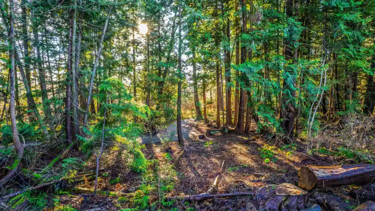 Front Yard Photo of 19178 117a Avenue, Pitt Meadows, BC