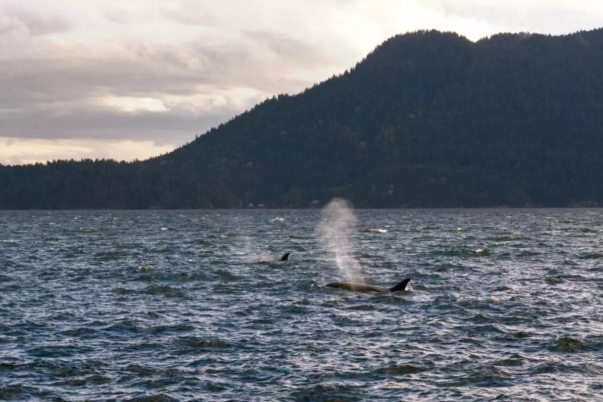Powder Room Photo of LOT 4 Strahan Road, Gambier Island, BC