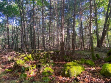 lot 17 Bodega Beach Drive, Galiano Island, BC, Galiano Island — Land for sale
