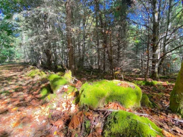 lot 17 Bodega Beach Drive, Galiano Island, BC, Galiano Island — Land for sale