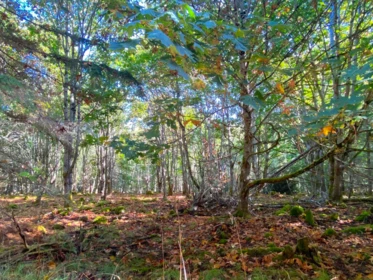 lot 17 Bodega Beach Drive, Galiano Island, BC, Galiano Island — Land for sale