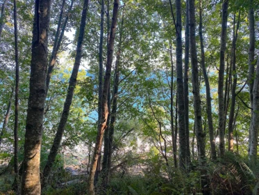 Pantry Photo of lot 17 Bodega Beach Drive, Galiano Island, BC
