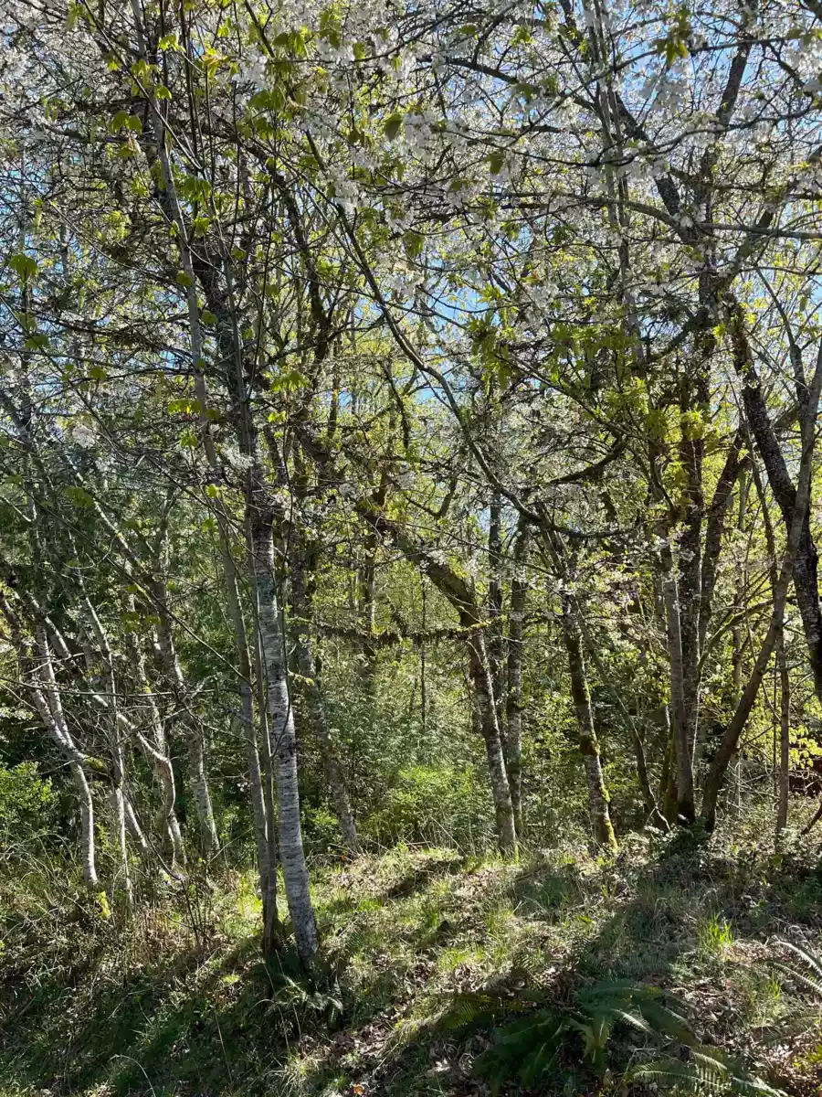 Dining Area Photo of 105 Sunset Boulevard, Saturna Island, BC