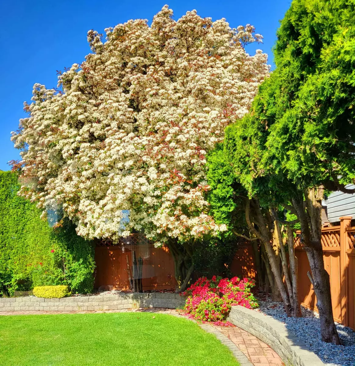 Backyard Photo of 6041 186 Street, Surrey, BC