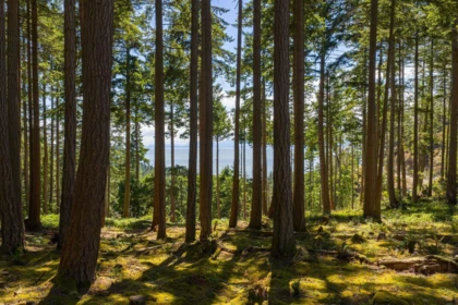 Lot 8 Hayes Road, Bowen Island, BC, Bowen Island — Land for sale