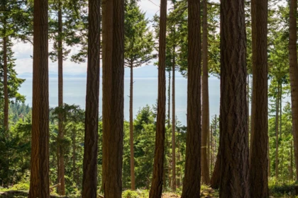 Lot 8 Hayes Road, Bowen Island, BC, Bowen Island — Land for sale