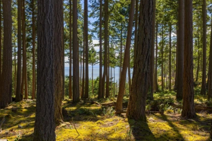 Walk-In Closet Photo of Lot 8 Hayes Road, Bowen Island, BC