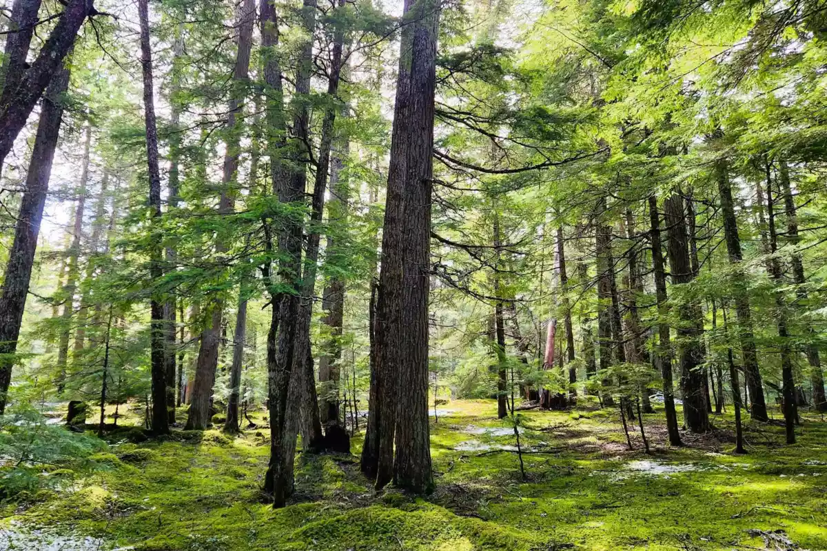 Dining Area Photo of DL3363 Highway 99, Whistler, BC