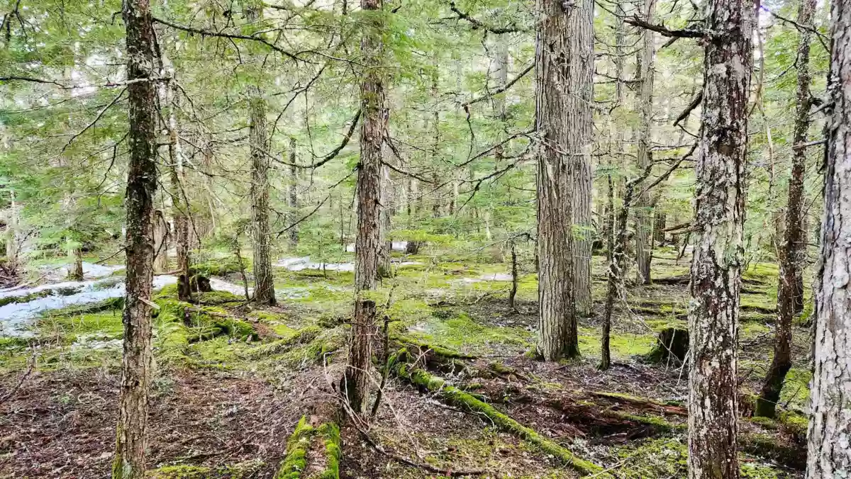 Kitchen Island Photo of DL3363 Highway 99, Whistler, BC