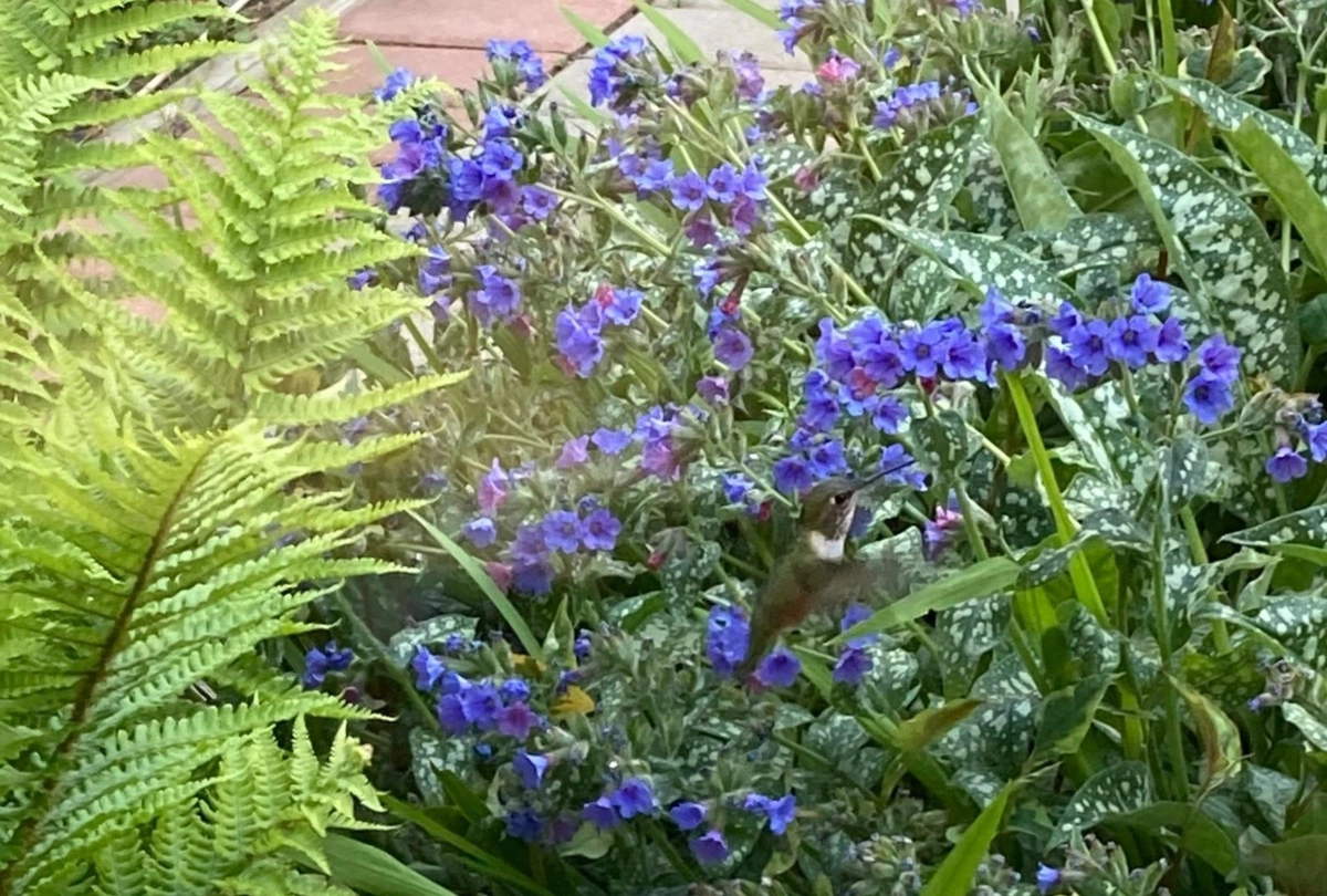 Outdoor Kitchen Photo of 31 12331 Phoenix Drive, Richmond, BC