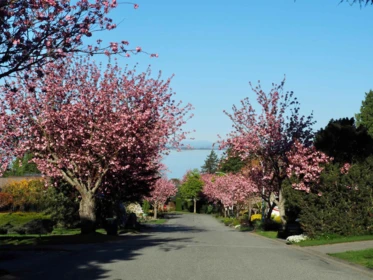 Playground / Recreational Area Near 12708 17a Avenue, Surrey, BC