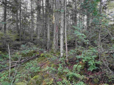 Loft / Bonus Room Photo of LOT B Francis Peninsula Road, Madeira Park, BC
