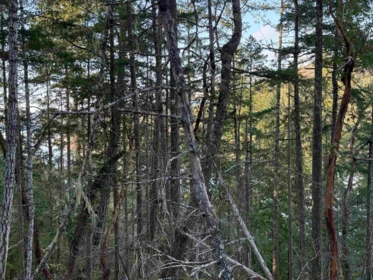 Powder Room Photo of LOT B Francis Peninsula Road, Madeira Park, BC
