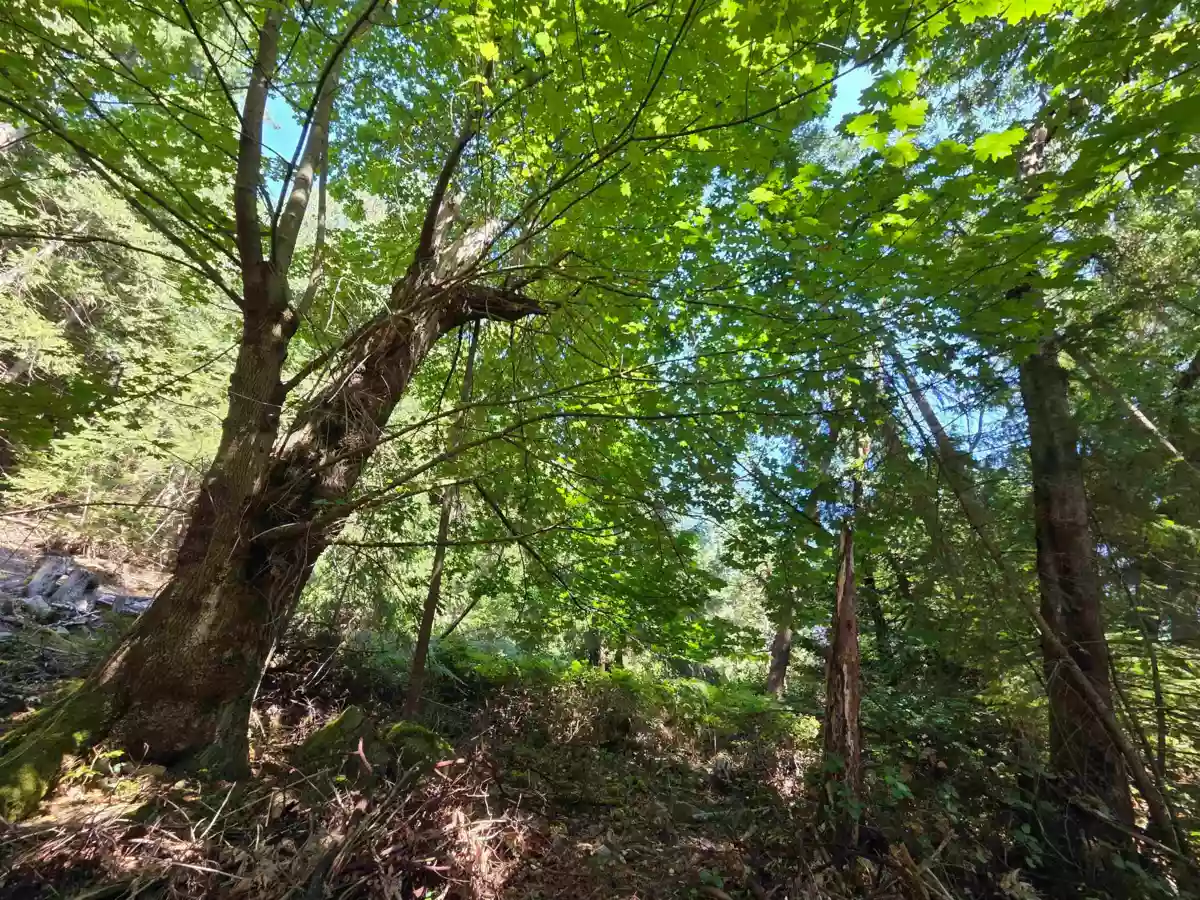 Dining Area Photo of 488 Letour Road, Mayne Island, BC