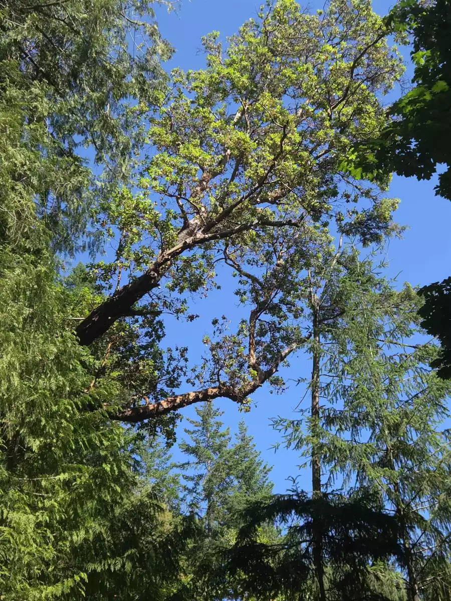 Entry Foyer Photo of 488 Letour Road, Mayne Island, BC